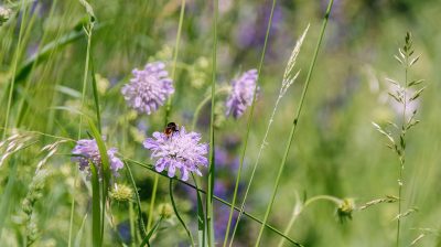 img_rando-Gürbetahler Höhenweg-min (1)