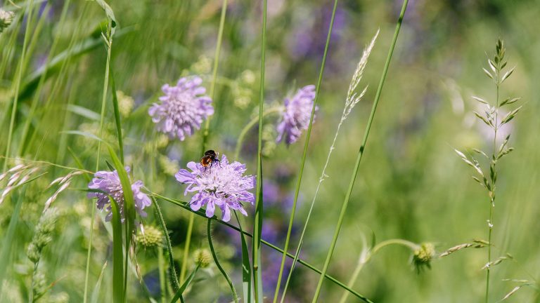 img_rando-Gürbetahler Höhenweg-min (1)